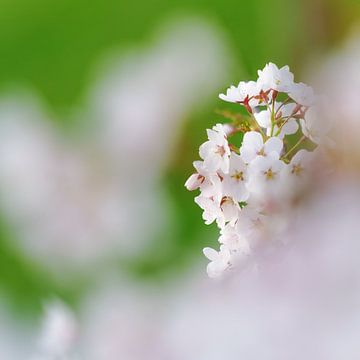 Fruitboom bloesem in de lente van Daniel Pahmeier