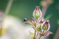 Coccinelle en gros plan