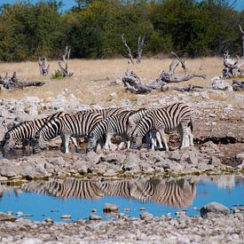Zebra's bij de drinkplaats van Miranda Zwijgers