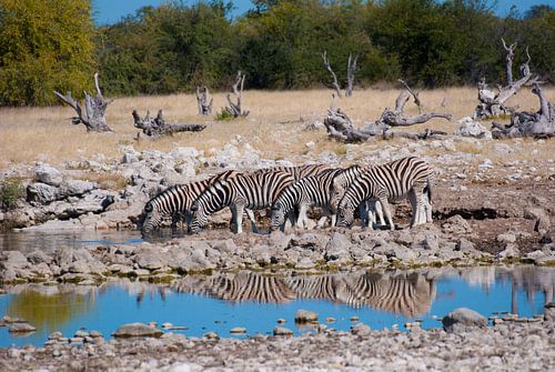 Zebra's bij de drinkplaats