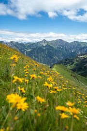 Bloemrijk uitzicht op Hinterstein en de Allgäuer Alpen van Leo Schindzielorz