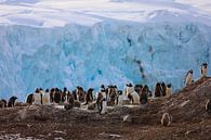 Penguins Antarctica - lll by G. van Dijk thumbnail
