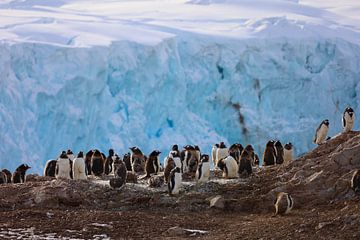 Pingouins de l'Antarctique - lll sur G. van Dijk