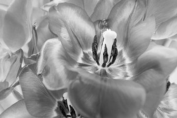 Zwart witte tulpen van Marianne Twijnstra