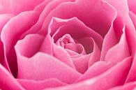 Prachtige roze roos close-up par Saskia Bon Aperçu