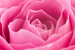 Prachtige roze roos close-up sur Saskia Bon