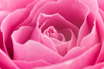 Prachtige roze roos close-up van Saskia Bon