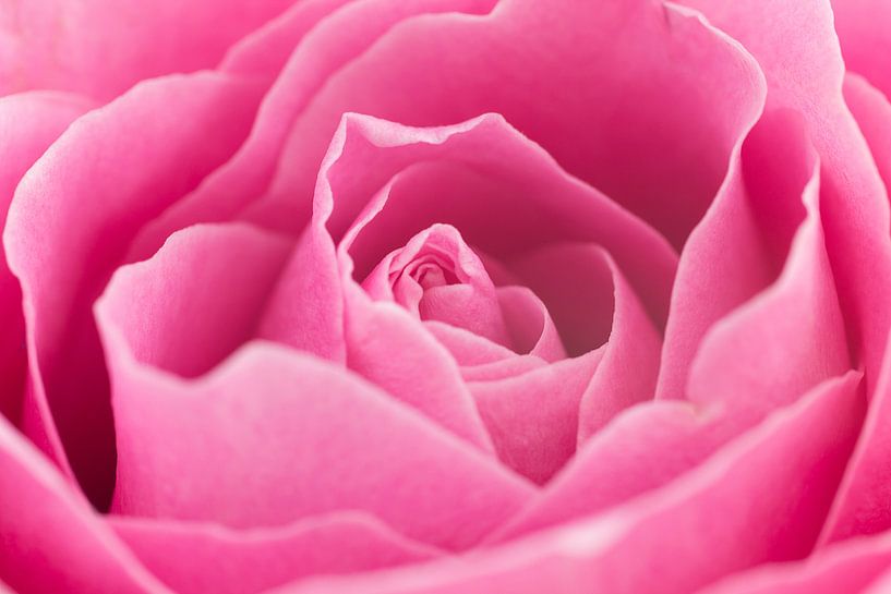 Prachtige roze roos close-up par Saskia Bon