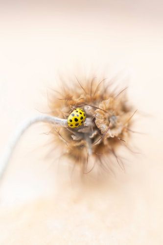 Citroengeel lieveheersbeestje in uitgebloeide duifkruid van Angelique Koops
