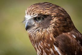 Hibou rêveur sur Heino Minnema