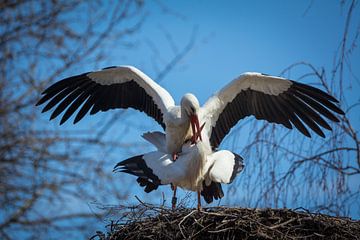 Ooievaarspaar in het nest van Tobias Luxberg