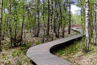 forest footpath