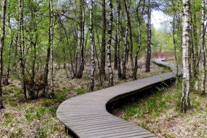 forest footpath by masivane