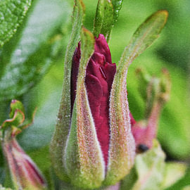 Die Rosenknospe steht kurz vor dem Aufblühen von Petra Hauwert