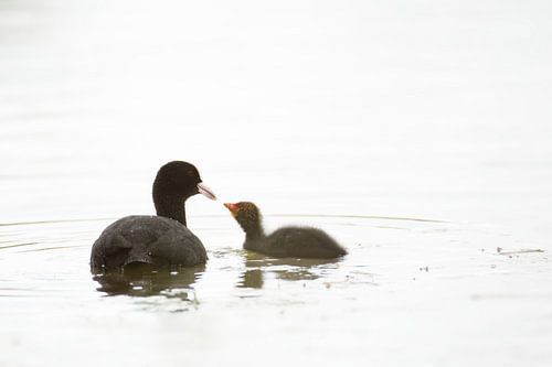 Blässhuhn mit Jungen
