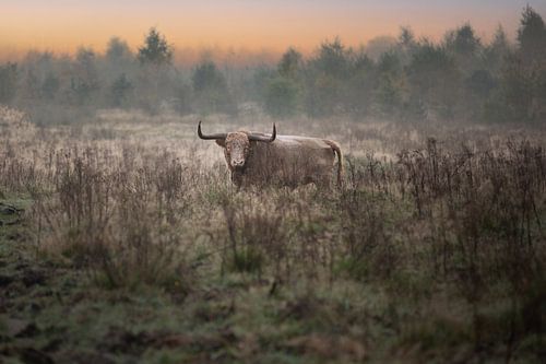Highlander écossais