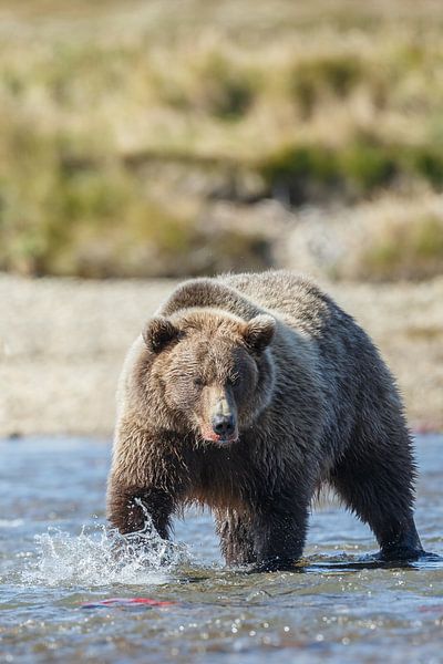 Grizzly beer van Menno Schaefer