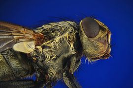 Zweiflügelige Fliege