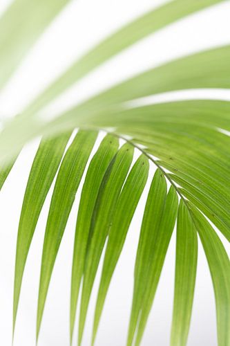 Palm leaf