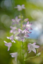 Rapunzel-Glöckchen mit Bokeh-Kreisen von Hanneke Luit