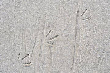 Fußabdruck eines Vogels am Strand von Jenco van Zalk