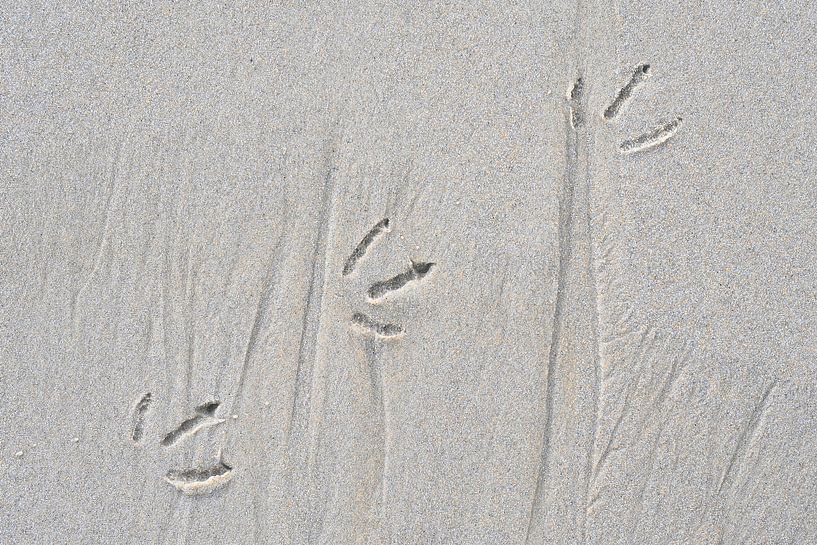 Empreinte d'un oiseau à la plage par Jenco van Zalk