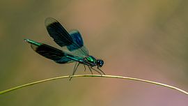 Weidebeekjuffer (M) von Johan van Opstal