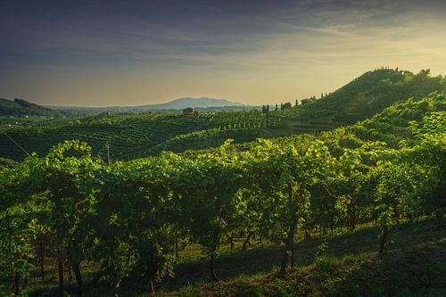 Wijngaarden van Prosecco bij zonsondergang. Valdobbiadene, Italië