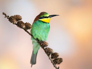 Bee-eater by Jaap Koole