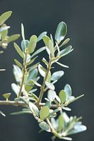 Olijfboom, olijftakken  in italie. Botanische natuurfotografie, urban jungle art print.