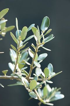 Olijfboom, olijftakken  in italie. van Christa Stroo fotografie