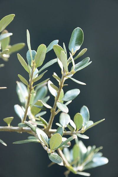 Olivenbaum in Italien. von Christa Stroo photography