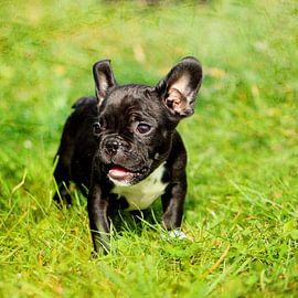 Französische Bulldogge 12 von Heike Hultsch