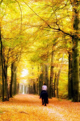 Paardrijden in het bos