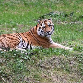Ruhender Tiger im Grünen. von Jose Lok