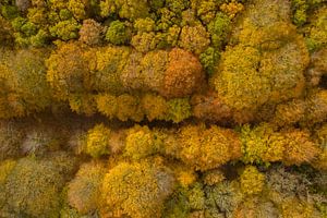 Ein niederländischer Wald in Herbstfarben von oben gesehen.