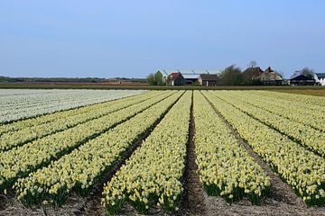 Daffodils everywhere by Frank's Awesome Travels