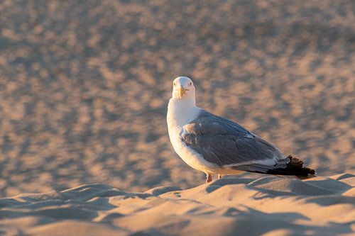 Meeuw op Texel strand bij zonsondergang