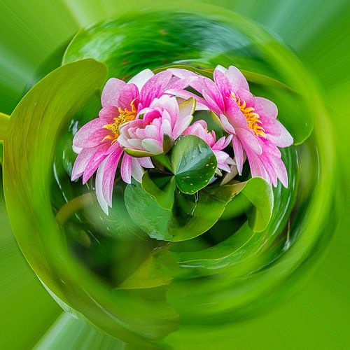 roze waterlelies, planet compositie