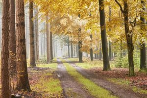 Der gelbe Wald