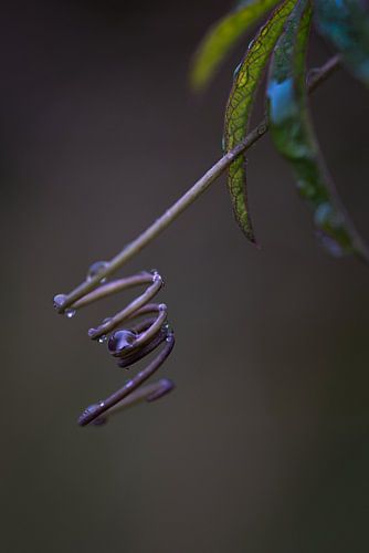 Wurzelsprossen Passion