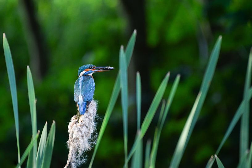 Kingfisher by Christien van der Veen Fotografie