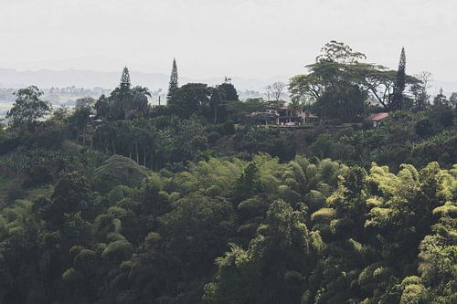 Blick von der Kaffeeplantage