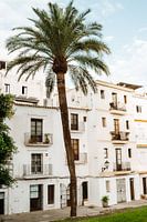 Ibiza | Palmboom en Spaanse architectuur
