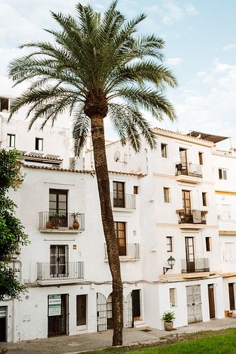 Ibiza | Palm tree and Spanish architecture