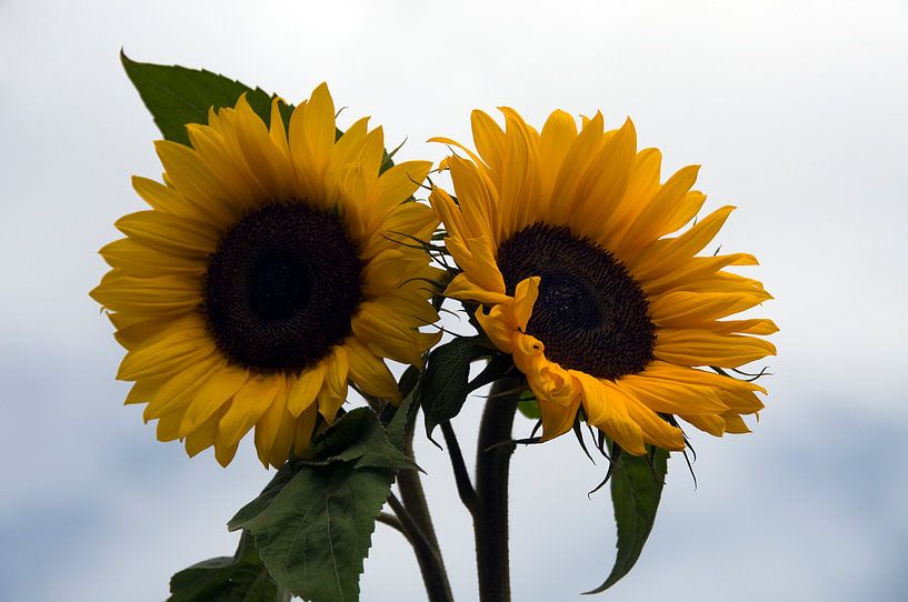 yellow sunflower in a garden in holland, in the sun by ChrisWillemsen