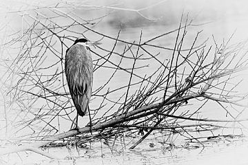 Blauwe reiger zittend op een tak (zwart-wit) van Fotografie Jeronimo