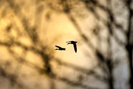 Freedom in Golden Flight - Vogelsilhouetten bij zonsondergang van Silvan Bucher