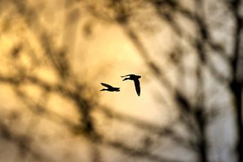 Freedom in Golden Flight - Vogelsilhouetten bij zonsondergang