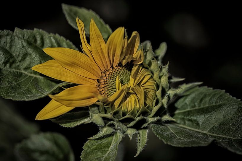 opening sunflower by picsbyronenvief